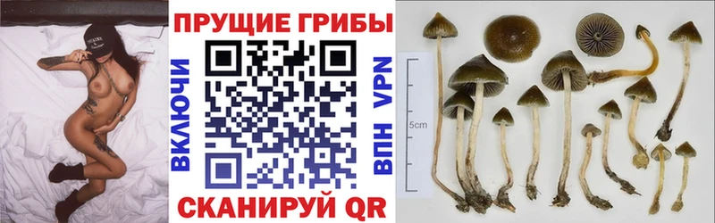 Псилоцибиновые грибы GOLDEN TEACHER  Сорочинск 